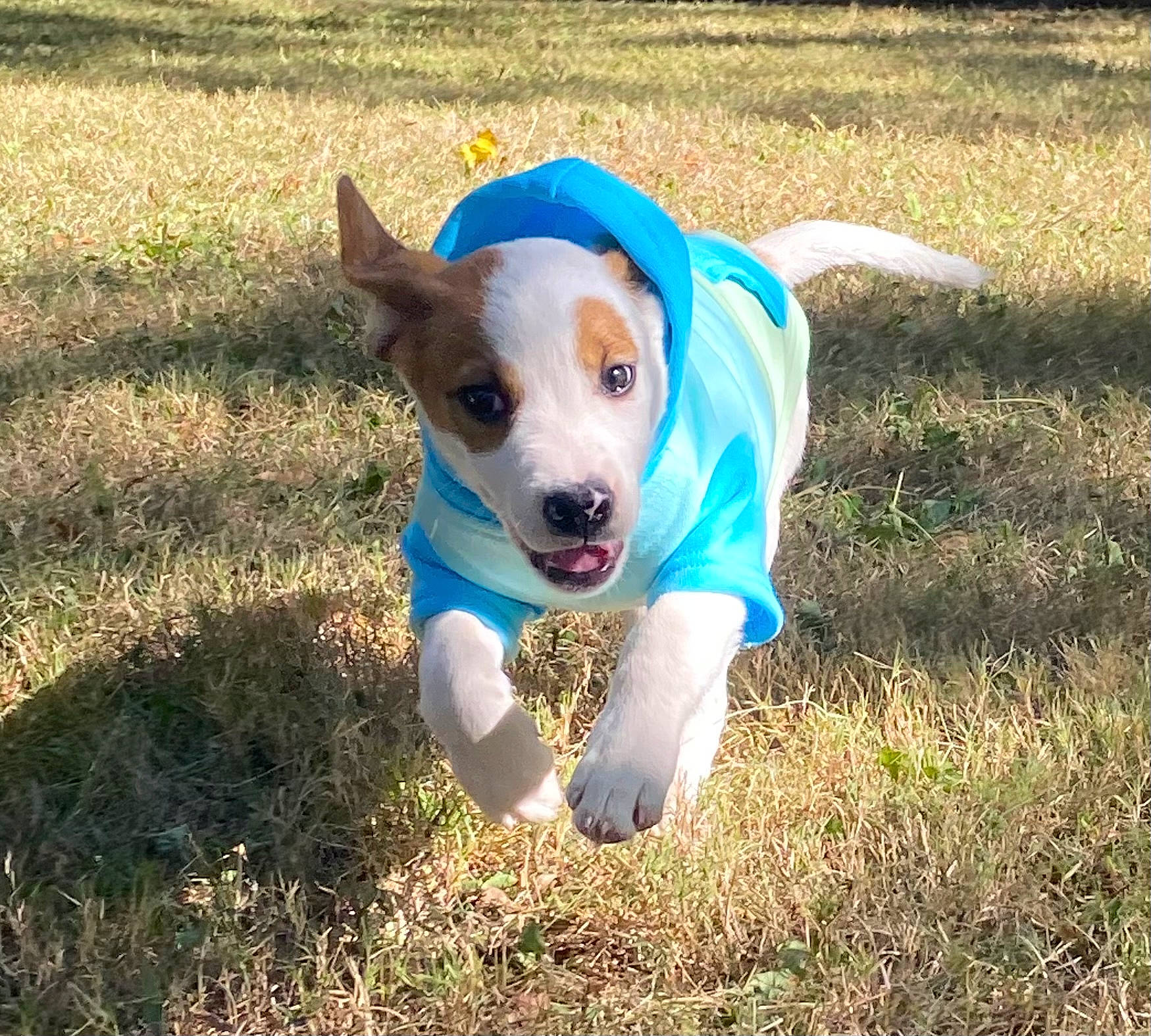 Barley joined the competition — help win amazing prizes! adventure, canidae, carnivore, collar, companion_dog, dog, dog_breed, dog_clothes, dog_supply, fawn, grass, grassland, hunting_dog, plant, puppy, snout, soil, sporting_group, tail, working_animal