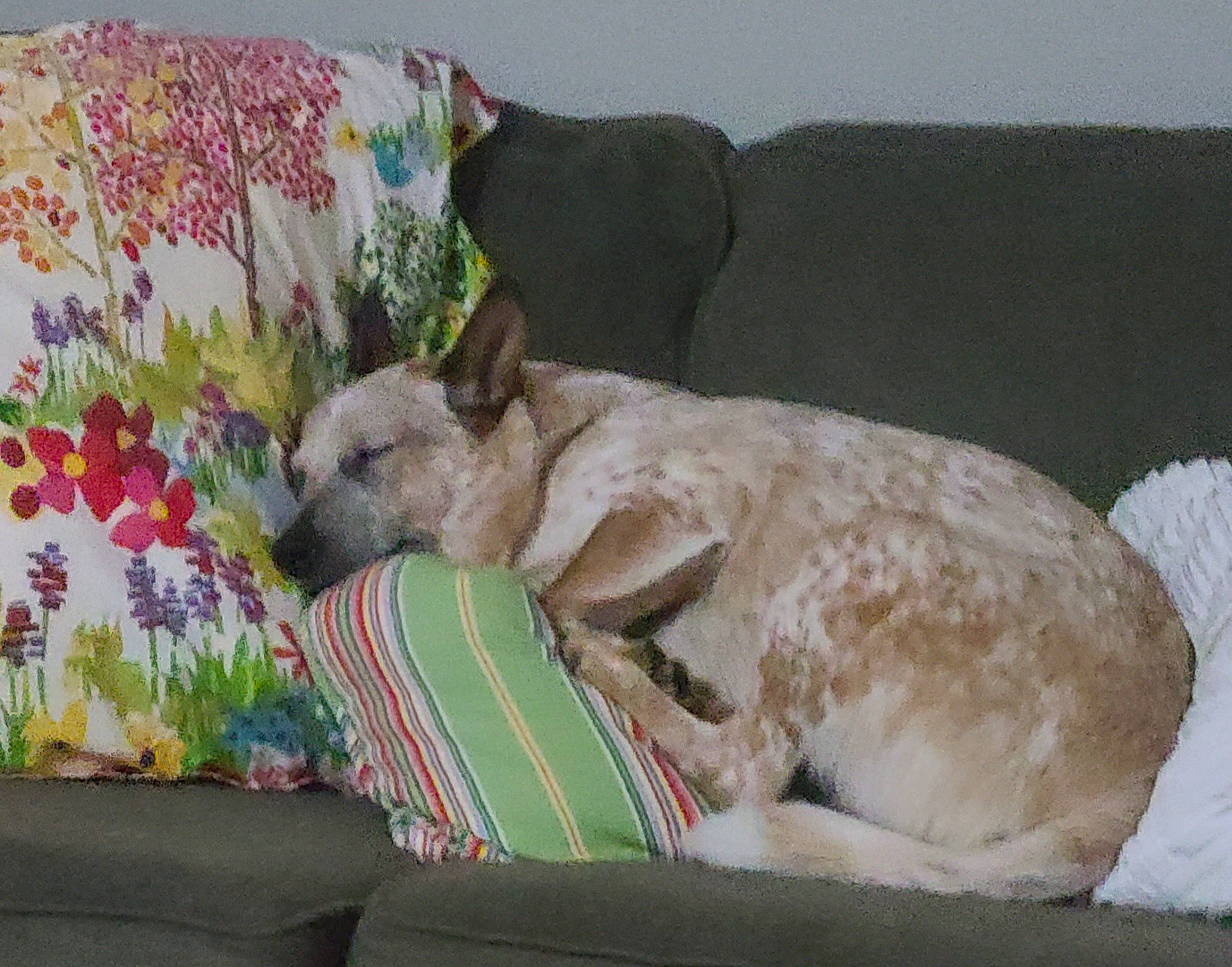 Walter is registered to the contest to win money with this photo: art, canidae, carnivore, comfort, companion_dog, couch, dog, dog_breed, dog_supply, fawn, fur, linens, nap, pet_supply, plant, room, sporting_group, tail, terrestrial_animal, working_animal