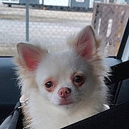 Gizmo joined the competition — help win amazing prizes! brown_eyes, car, closeup, cute, dog, face, fluffy, harness, indoors, long_hair, pet, pink_nose, pointed_ears, portrait, puppy, seatbelt, sitting, small_dog, vehicle, white_fur