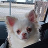 brown_eyes, car, closeup, cute, dog, face, fluffy, harness, indoors, long_hair, pet, pink_nose, pointed_ears, portrait, puppy, seatbelt, sitting, small_dog, vehicle, white_fur