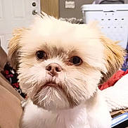 Milo is registered to the contest to win money with this photo: dog, small_dog, fluffy, pet, indoor, couch, furniture, living_room, household, remote_control, door, laundry_basket, curtain, framed_picture, wood, carpet, brown, white, cute, portrait