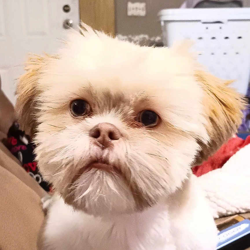 Milo is registered to the contest to win money with this photo: dog, small_dog, fluffy, pet, indoor, couch, furniture, living_room, household, remote_control, door, laundry_basket, curtain, framed_picture, wood, carpet, brown, white, cute, portrait