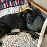 animal, black_dog, black_fur, blanket, chair, collar, cozy, dog, floral_pattern, furniture, home, indoors, knitted_blanket, lying_down, pet, pillow, portrait, relaxed, resting, sleeping