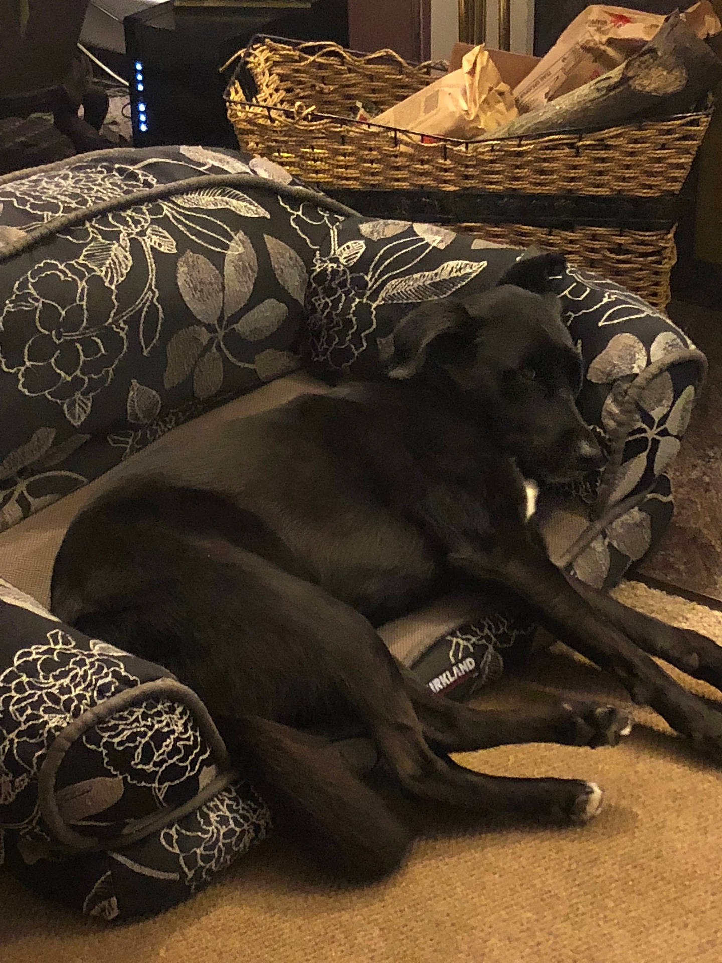 animal, basket, black_dog, carpet, couch, cozy, dark_fur, dog, floral_pattern, furniture, home, indoor, living_room, lying_down, pet, photography, relaxed, resting, sleeping, sofa