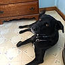 animal, black_dog, black_fur, blue_wall, brown, brown_eyes, collar, dog, floor, funny_pose, furniture, indoor, kitchen, lying_down, pet, portrait, relaxed, tile_floor, white_chest, wooden_dresser