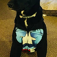 Callee joined the competition — help win amazing prizes! black_dog, canine, carpet, clothing, collar, costume, dog, front_view, funny, furniture, home, indoor, living_room, pet, pet_bed, portrait, sitting, superhero_costume, television, white_chest_marking