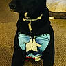 black_dog, canine, carpet, clothing, collar, costume, dog, front_view, funny, furniture, home, indoor, living_room, pet, pet_bed, portrait, sitting, superhero_costume, television, white_chest_marking