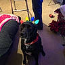 animal, black_dog, blanket, carpet, christmas, collar, costume, dog, festive, furniture, holiday, home, indoor, lights, living_room, pet, poinsettia, portrait, sitting, walker