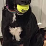 Callee joined the competition — help win amazing prizes! black_dog, brown_eyes, canine, carpet, collar, dark_fur, dog, door, floppy_ears, funny_expression, headshot, home, indoors, leash, pet, portrait, sitting, tennis_ball, toy, white_chest