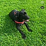 dog, black_dog, grass, outdoor, pet, canine, panting, sunlight, greenery, animal, lying_down, happy, nature, daytime, leisure, collar, mammal, summer, friendly, playful