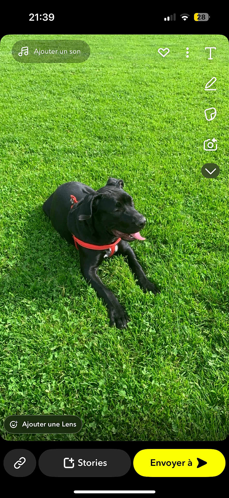 Nigts a rejoint le concours — aidez-le/la à gagner de superbes lots ! dog, black_dog, grass, outdoor, pet, canine, panting, sunlight, greenery, animal, lying_down, happy, nature, daytime, leisure, collar, mammal, summer, friendly, playful