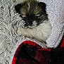 Gally is registered to the contest to win money with this photo: puppy, dog, blanket, fur, cute, pet, cozy, snuggle, animal, sleeping, resting, indoor, soft, warm, comfort, closeup, young, fluffy, cuddle, home