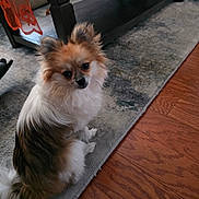 Gally joined the competition — help win amazing prizes! dog, pet, indoor, floor, rug, wooden_floor, furniture, table, basket, curious, fluffy, brown, white, black, small_dog, companion, domestic, cute, animal, looking_up