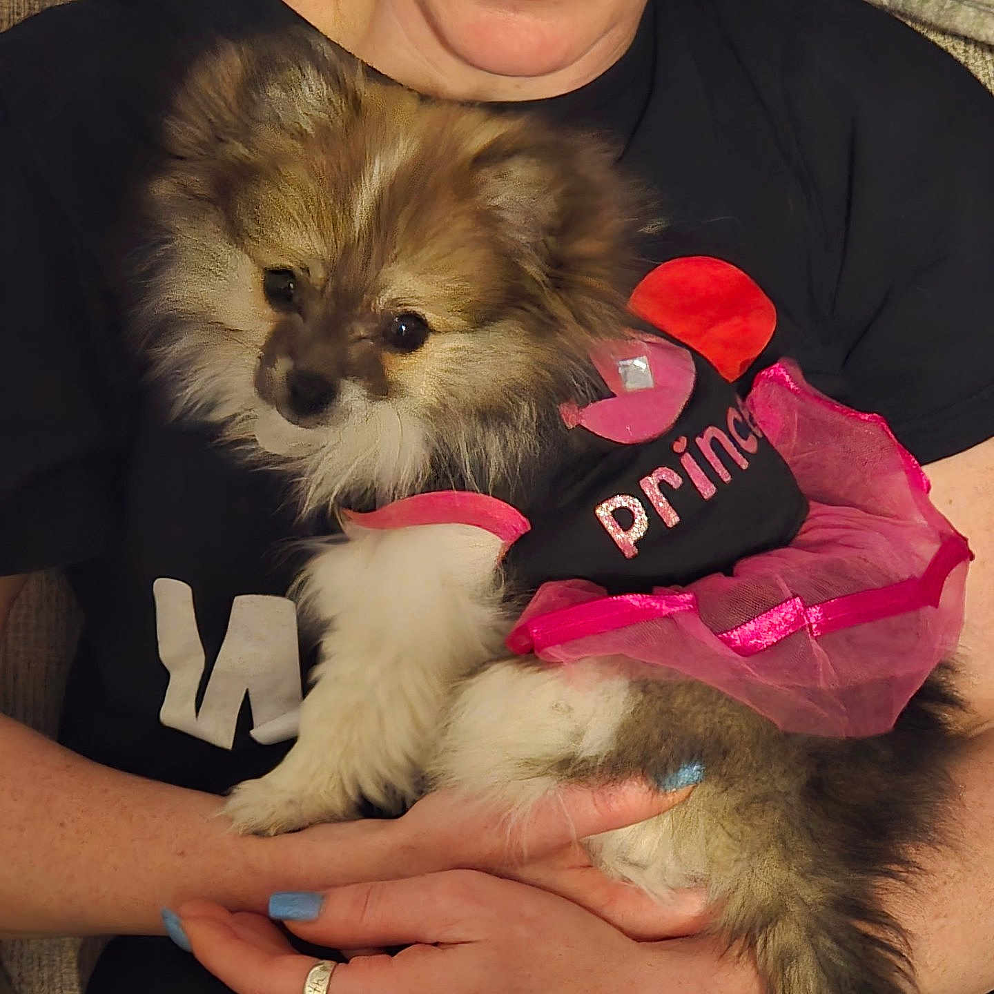 Gally joined the competition — help win amazing prizes! black_shirt, closeup, couch, cozy, cute, dog, fluffy, fur, hands, holding, indoor, nail_polish, person, pet, pink_tutu, pomeranian, princess, puppy, ring, small_dog