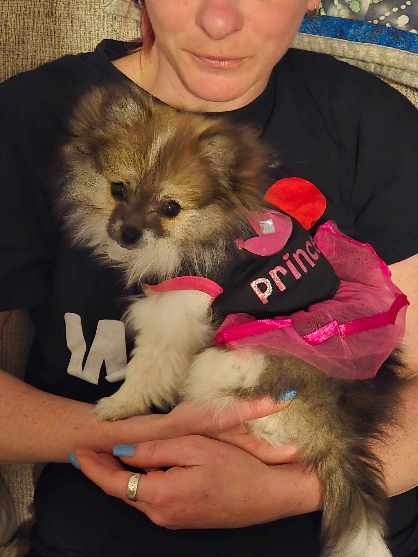 Gally joined the competition — help win amazing prizes! dog, pomeranian, puppy, pink_tutu, princess, person, black_shirt, nail_polish, ring, hands, couch, indoor, closeup, pet, fur, cute, holding, small_dog, fluffy, cozy