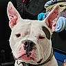 Yeti is registered to the contest to win money with this photo: animal, bag, blanket, brown_patch, canine, close_up, collar, dog, domestic_animal, ears, face, furniture, indoor, looking, pet, pink_ears, portrait, spot, tag, white_dog