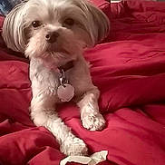 Elsa joined the competition — help win amazing prizes! animal, bed, blanket, collar, cozy, cute, dog, domestic, fur, fur_texture, indoor, looking_at_camera, paper, paw, pet, red_blanket, relaxed, small_dog, toy, white_dog