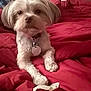 animal, bed, blanket, collar, cozy, cute, dog, domestic, fur, fur_texture, indoor, looking_at_camera, paper, paw, pet, red_blanket, relaxed, small_dog, toy, white_dog