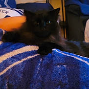 Bear is registered to the contest to win money with this photo: black_cat, cat, animal, pet, feline, indoor, blanket, blue, striped, furniture, arm, cozy, resting, dark, low_light, blurred, home, relaxing, soft, couch
