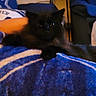black_cat, cat, animal, pet, feline, indoor, blanket, blue, striped, furniture, arm, cozy, resting, dark, low_light, blurred, home, relaxing, soft, couch