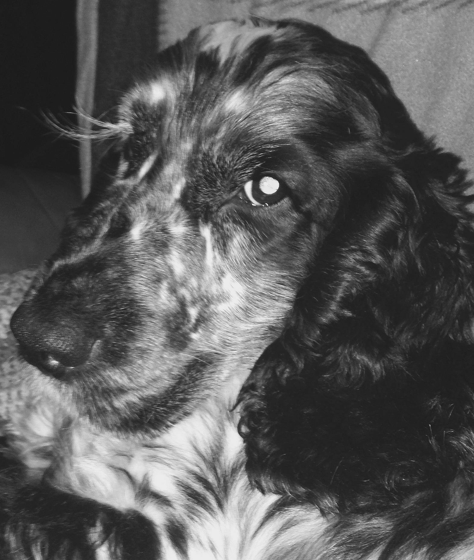 Grimm a rejoint le concours — aidez-le/la à gagner de superbes lots ! blue_picardy_spaniel, boykin_spaniel, canidae, carnivore, cocker_spaniel, dog, dog_breed, english_cocker_spaniel, field_spaniel, french_spaniel, german_spaniel, mammal, picardy_spaniel, russian_spaniel, setter, small_munsterlander, snout, spaniel, sporting_group, vertebrate