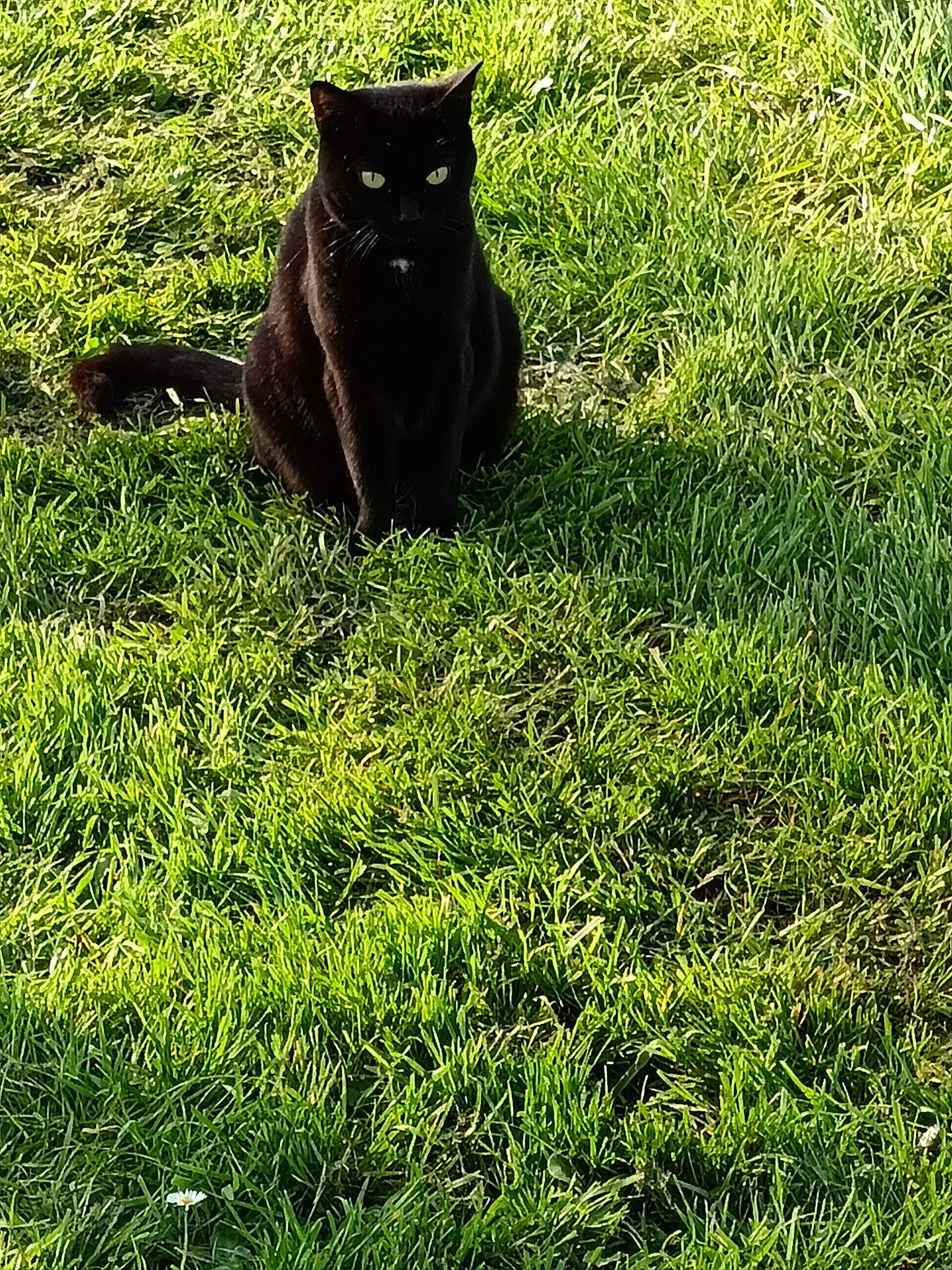 Olympe a rejoint le concours — aidez-le/la à gagner de superbes lots ! black_cat, bombay, carnivore, cat, dog_breed, domestic_short_haired_cat, felidae, grass, grass_family, grassland, groundcover, lawn, plant, small_to_medium_sized_cats, snout, tail, terrestrial_animal, tree, vegetation, whiskers