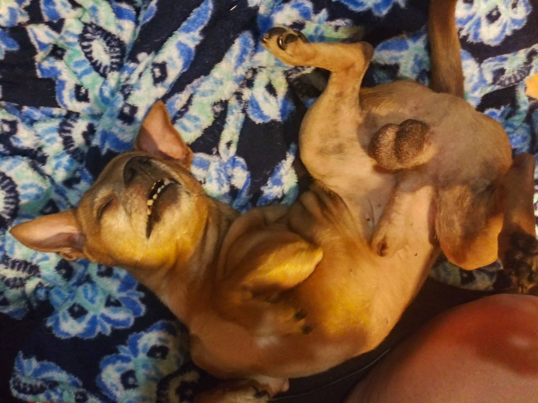 Roux joined the competition — help win amazing prizes! art, canidae, carnivore, dog, dog_breed, fawn