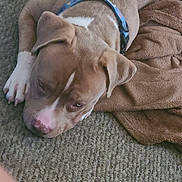 Storm joined the competition — help win amazing prizes! dog, sleepy, brown, blue_collar, carpet, blanket, indoor, pet, canine, resting, fur, closeup, animal, paw, relaxed, cute, companion, home, laying_down, cozy