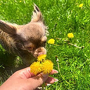 Evie is registered to the contest to win money with this photo: dog, small_dog, dandelion, flower, hand, grass, greenery, outdoor, sunlight, nature, pet, animal, sniffing, close_up, fluffy, ears, yellow, spring, field, cute