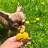 animal, close_up, cute, dandelion, dog, ears, field, flower, fluffy, grass, greenery, hand, nature, outdoor, pet, small_dog, sniffing, spring, sunlight, yellow