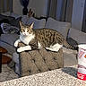 cat, tabby, white_fur, pet, animal, portrait, indoors, living_room, sofa, ottoman, cushions, furniture, relaxed, lying_down, yellow_eyes, whiskers, striped_fur, granite_countertop, soda_cup, home_decor
