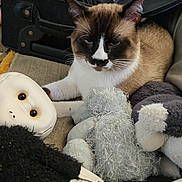 Mookie joined the competition — help win amazing prizes! animal, black, brown, cat, closeup, couch, cozy, ears, fabric, face, fuzzy, indoor, pet, resting, siamese_cat, sock, soft_texture, stuffed_toy, whiskers, white