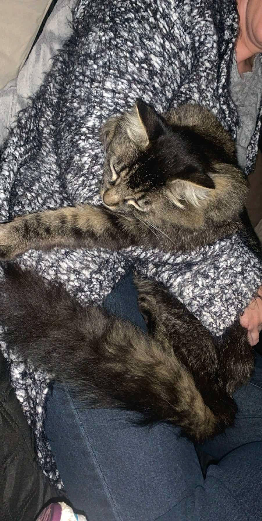 Fripouille participe au concours pour gagner de l'argent avec cette photo : american_shorthair, asian, carnivore, cat, domestic_short_haired_cat, dragon_li, egyptian_mau, european_shorthair, felidae, fur, kitten, pixie_bob, small_to_medium_sized_cats, tabby_cat, tail, whiskers