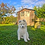 puppy, dog, white_fur, grass, outdoor, greenery, shed, tree, sunlight, nature, pet, animal, cute, fur, canine, sitting, young_dog, daylight, blue_sky, background_blur