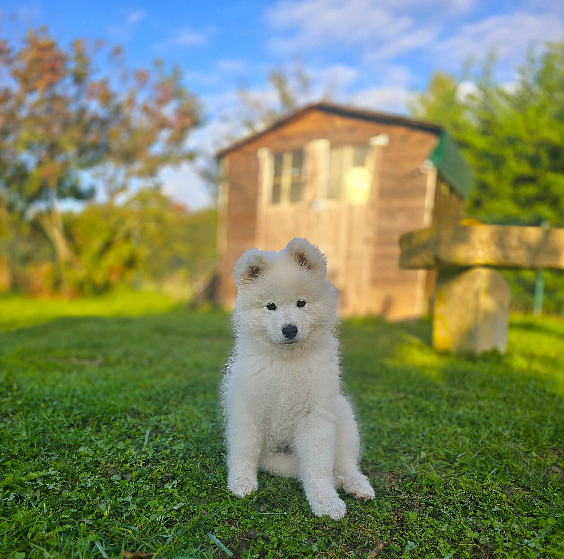 Anya participe au concours pour gagner de l'argent avec cette photo : puppy, dog, white_fur, grass, outdoor, greenery, shed, tree, sunlight, nature, pet, animal, cute, fur, canine, sitting, young_dog, daylight, blue_sky, background_blur