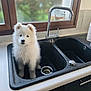 Anya participe au concours pour gagner de l'argent avec cette photo : puppy, dog, sink, kitchen, window, white_fur, faucet, countertop, pet, domestic, young_dog, curious, indoor, household, clean, cute, animal, fur, small_dog, pet_care