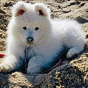 Anya participe au concours pour gagner de l'argent avec cette photo : puppy, dog, white_fur, sand, outdoor, pet, cute, fluffy, animal, collar, leash, young_dog, resting, closeup, nature, sunlight, playful, paw, fur, canine