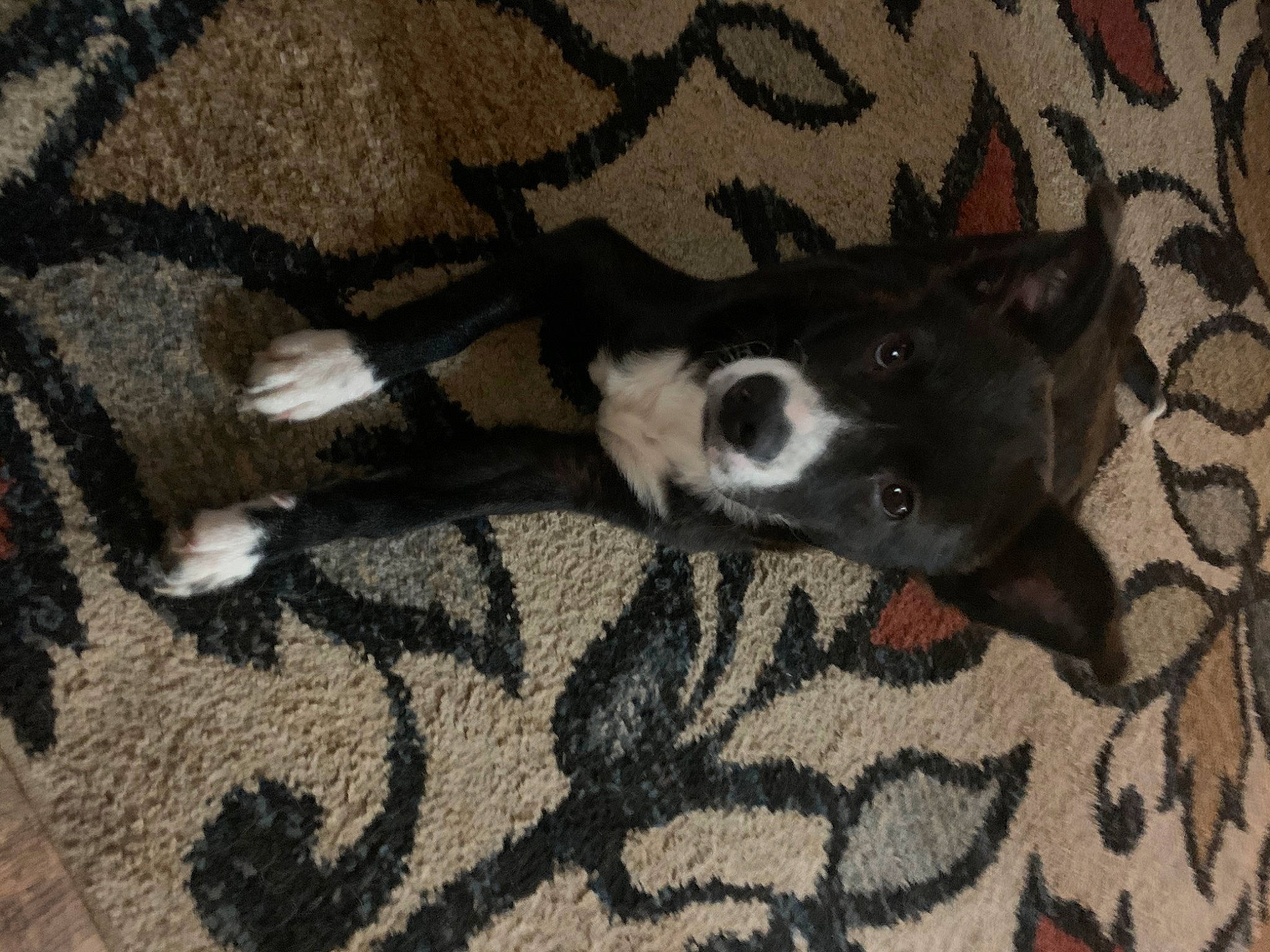 Storm is registered to the contest to win money with this photo: boston_terrier, canidae, carnivore, dog, dog_breed, mammal, non_sporting_group, snout, tail, whiskers