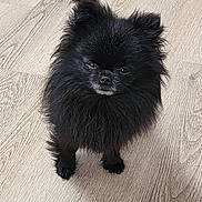 Volt participe au concours pour gagner de l'argent avec cette photo : dog, pomeranian, black_dog, fluffy, pet, standing, floor, wooden_floor, indoor, small_dog, fur, cute, animal, canine, looking_up, domestic_animal, companion, adorable, portrait, expression