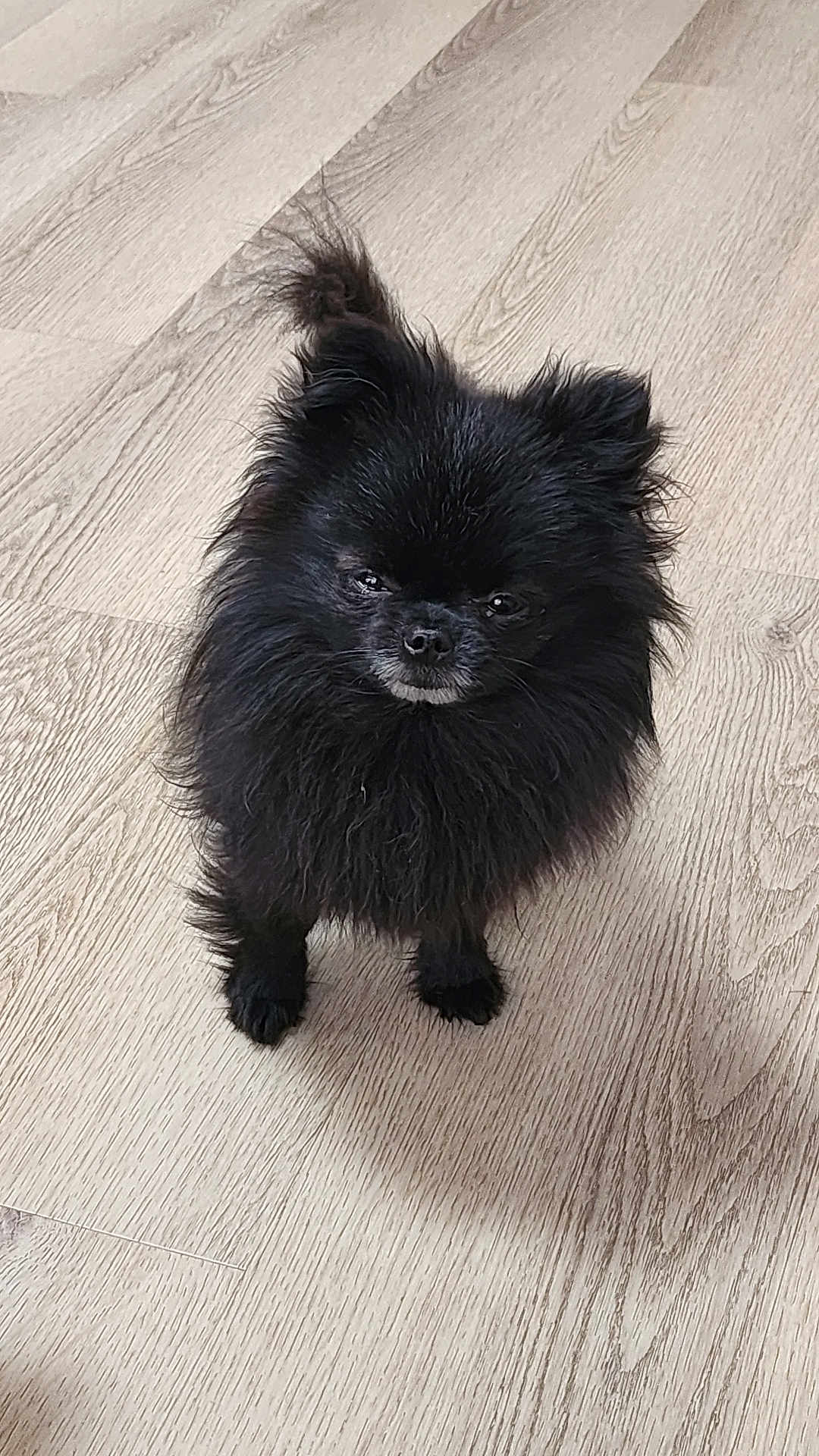 Volt participe au concours pour gagner de l'argent avec cette photo : dog, pomeranian, black_dog, fluffy, pet, standing, floor, wooden_floor, indoor, small_dog, fur, cute, animal, canine, looking_up, domestic_animal, companion, adorable, portrait, expression