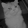 Angel participe au concours pour gagner de l'argent avec cette photo : cat, fluffy, pet, animal, indoor, feline, sitting, portrait, whiskers, fur, eyes, cute, domestic, closeup, face, chair, background, calm, expression, furniture