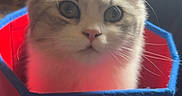 Angel participe au concours pour gagner de l'argent avec cette photo : cat, fluffy, container, red, blue, curious, whiskers, fur, pet, indoor, closeup, animal, cute, soft_light, domestic, feline, wide_eyes, portrait, sitting, box