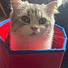animal, blue, box, cat, closeup, container, curious, cute, domestic, feline, fluffy, fur, indoor, pet, portrait, red, sitting, soft_light, whiskers, wide_eyes