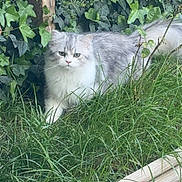 Angel a rejoint le concours — aidez-le/la à gagner de superbes lots ! cat, fluffy, gray, white, grass, ivy, outdoor, nature, garden, plant, pet, animal, feline, greenery, wood, leaf, curious, whiskers, tail, ground