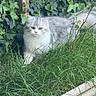 animal, cat, curious, feline, fluffy, garden, grass, gray, greenery, ground, ivy, leaf, nature, outdoor, pet, plant, tail, whiskers, white, wood