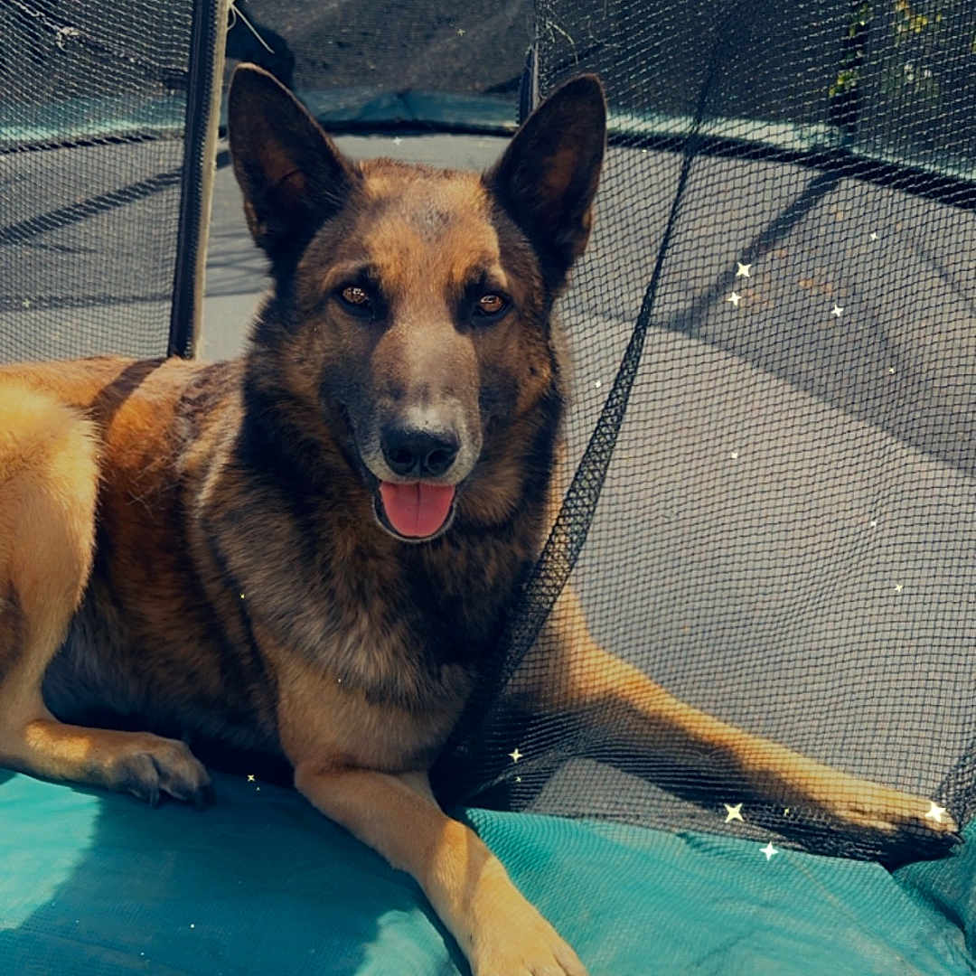 Rex
