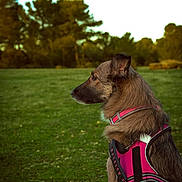 Emma participe au concours pour gagner de l'argent avec cette photo : alert, animal, brown_fur, canine, daylight, dog, ears, fur, grass, leisure, looking_away, muzzle, nature, outdoor, park, pet, pink_harness, side_view, trees, walking_gear