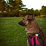 alert, animal, brown_fur, canine, daylight, dog, ears, fur, grass, leisure, looking_away, muzzle, nature, outdoor, park, pet, pink_harness, side_view, trees, walking_gear