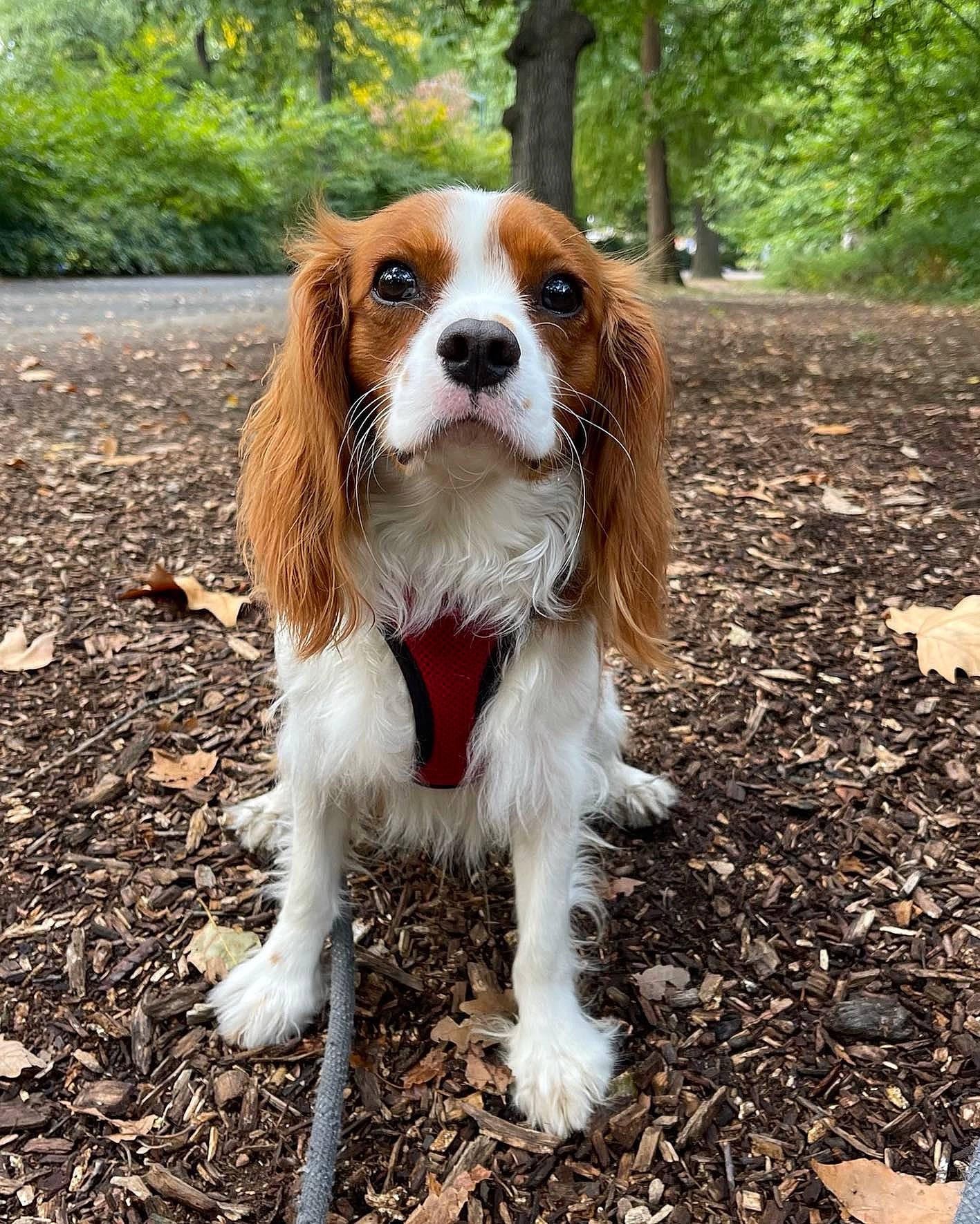 Pretzel is registered to the contest to win money with this photo: canidae, carnivore, cavalier_king_charles_spaniel, companion_dog, dog, dog_breed, fawn, fur, grass, irish_red_and_white_setter, king_charles_spaniel, liver, plant, snout, soil, spaniel, sporting_group, terrestrial_animal, tree, whiskers