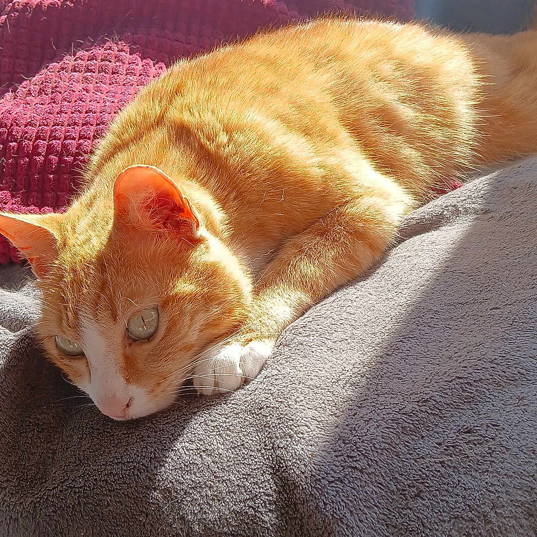 Laki participe au concours pour gagner de l'argent avec cette photo : abyssinian, animal, bed, bedroom, blanket, cat, couch, cushion, furniture, homedecor, indoors, kitten, linen, manx, person, pet, quilt, room, sleeping, towel